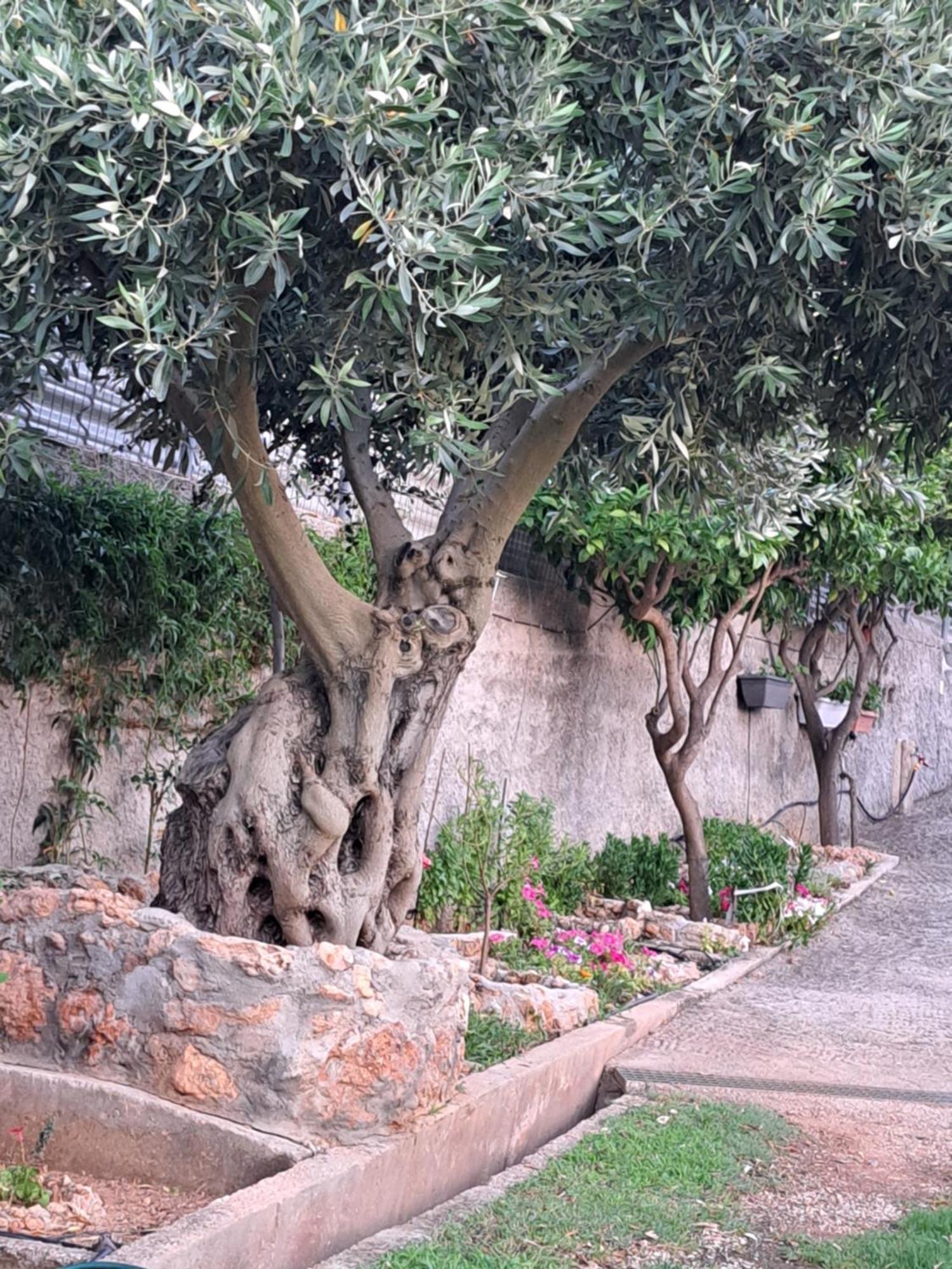 Tatil Evi Garden House-free Transfer From Airport