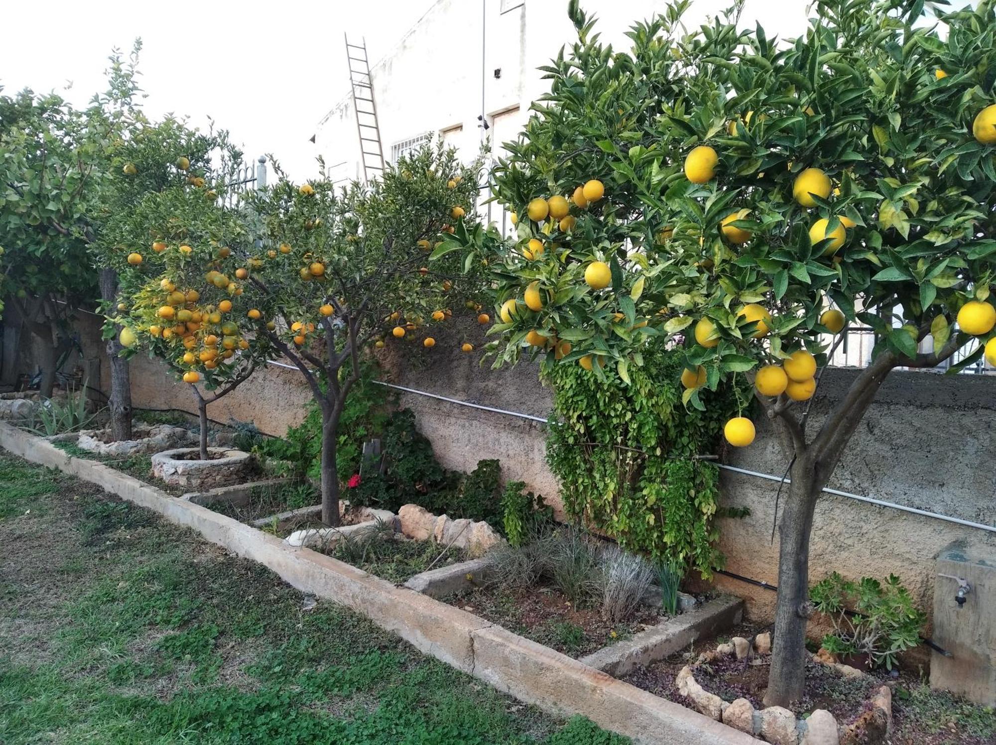 Garden House-free Transfer From Airport Artemida (Attica)